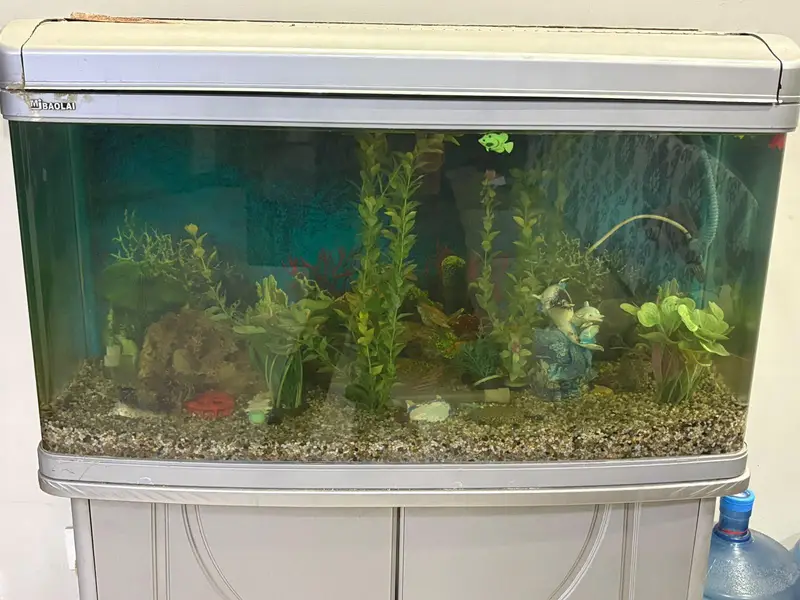 Imported Aquarium and 4 single tail fish — photo 7