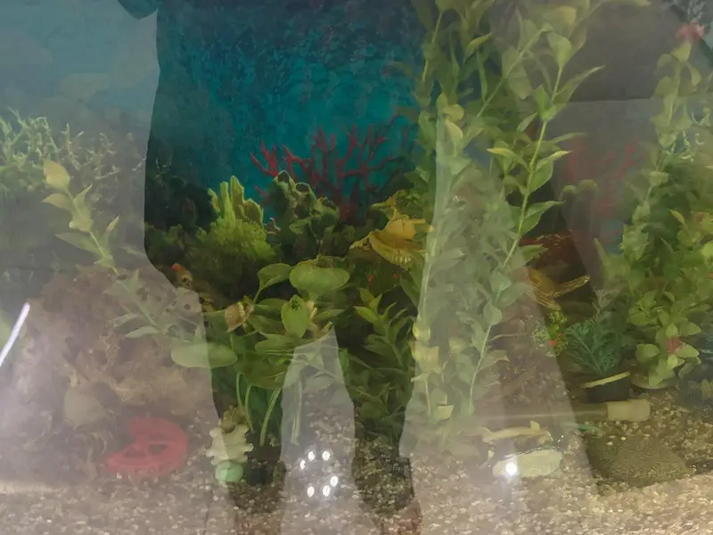 Imported Aquarium and 4 single tail fish — photo 8