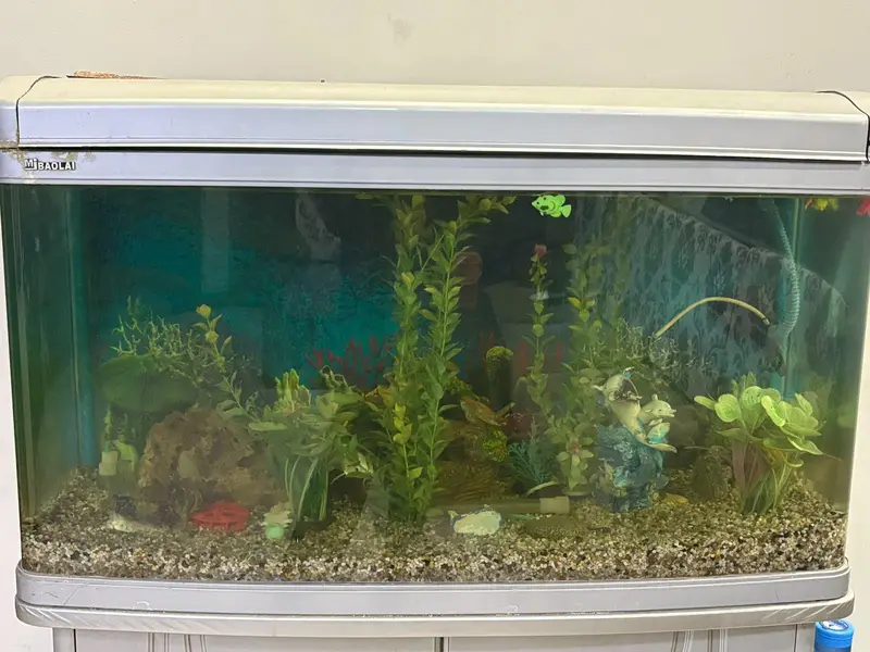 Imported Aquarium and 4 single tail fish — photo 9