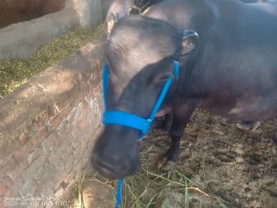 Buffalo