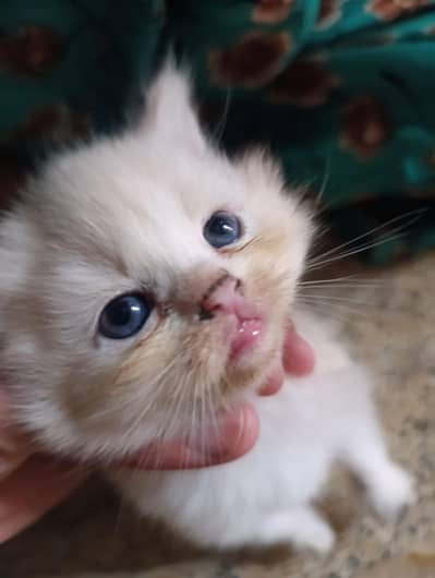 Persian kittens 3