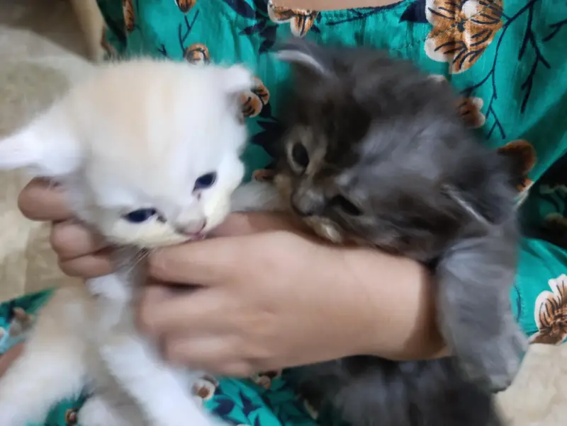 Persian kittens 3 — photo 2
