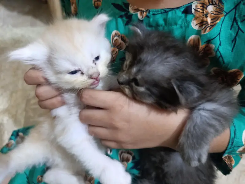 Persian kittens 3 — photo 3