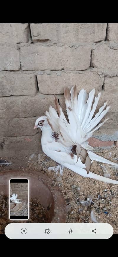 American almond 3 kli male for sale