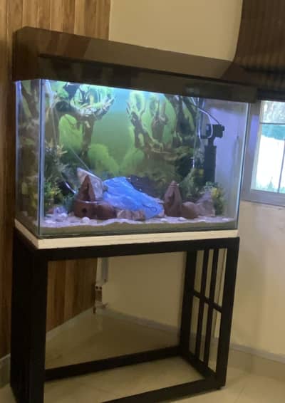 Fish Aquarium