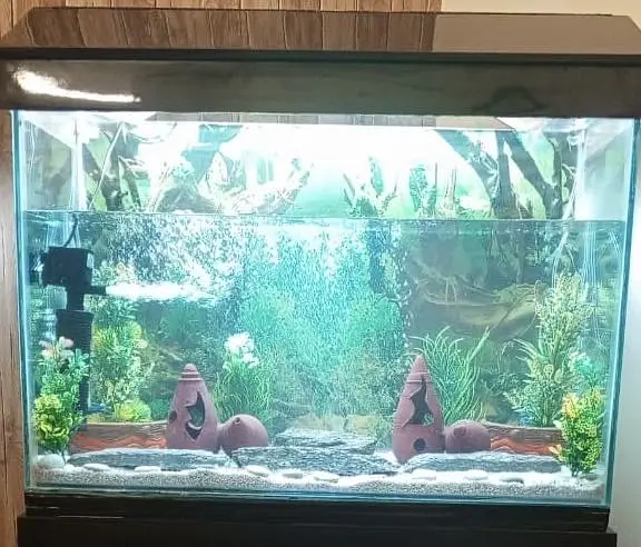 Fish Aquarium — photo 2