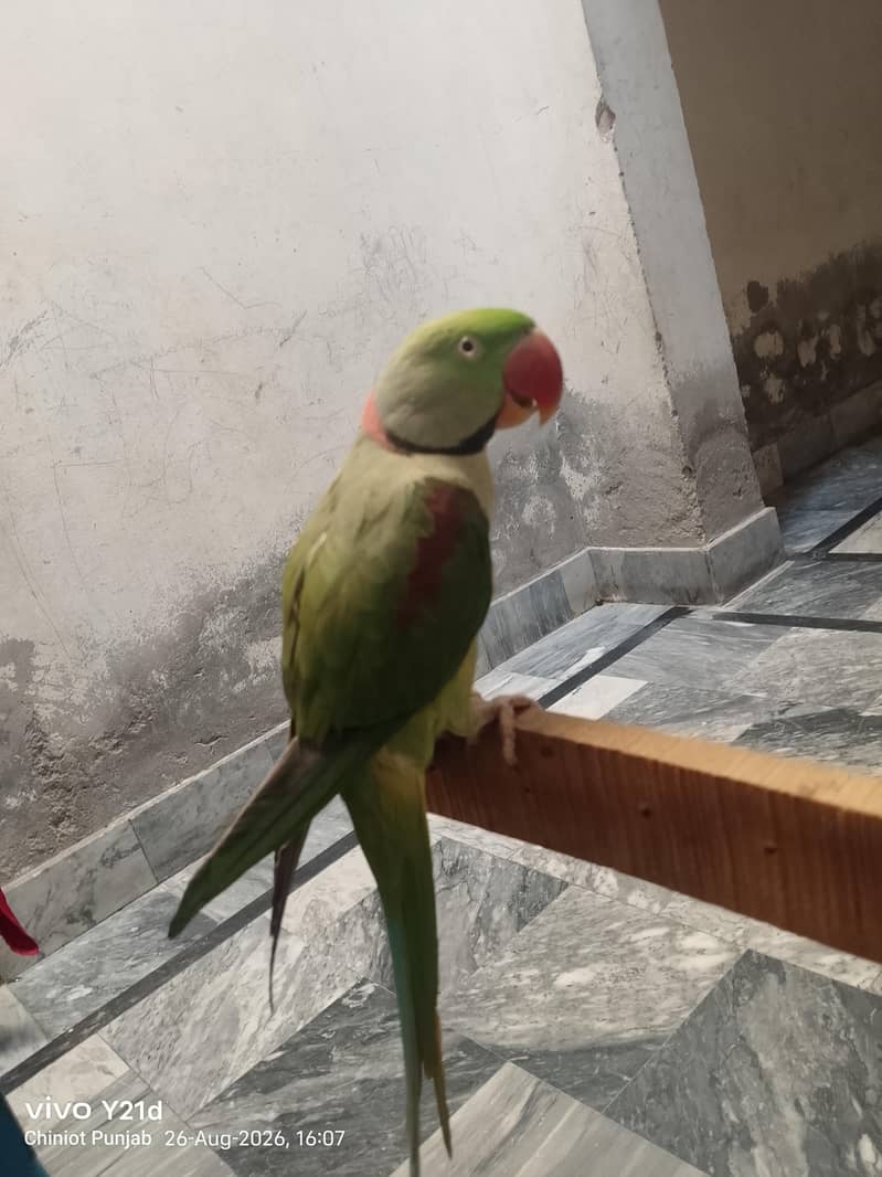 active 1