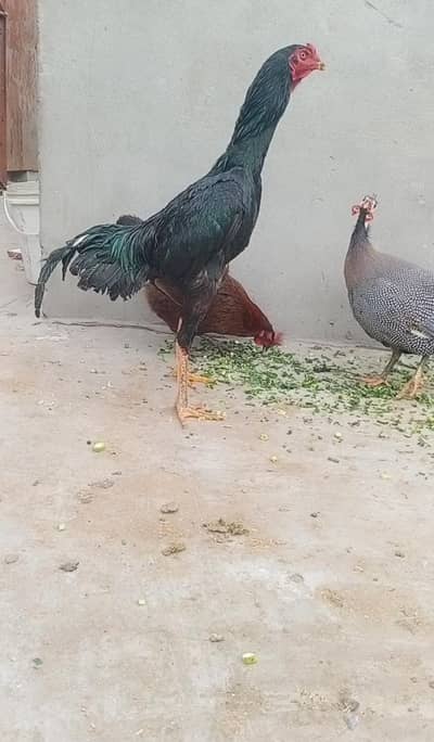 kala mushka