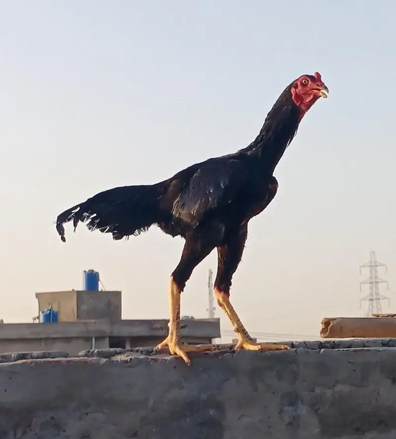 kala mushka — photo 3