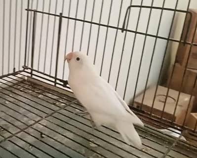 breader females  albino black eye red eye splo