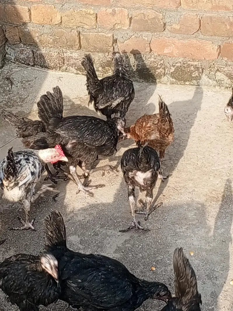 Australorp pathyan Australorp mugian Australorp hens — photo 2