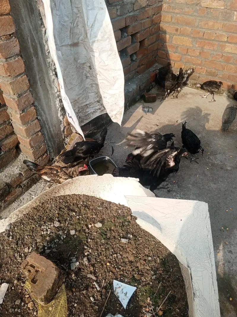 Australorp pathyan Australorp mugian Australorp hens — photo 3