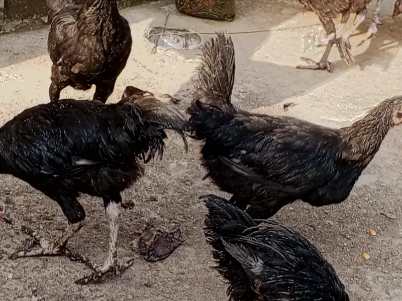 Australorp pathyan Australorp mugian Australorp hens — photo 4