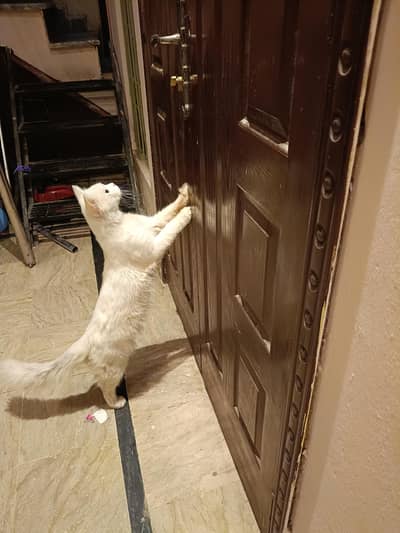 Pure White Persian Male Cat for Sale