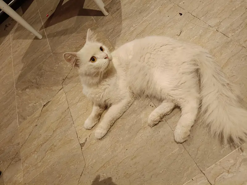 Pure White Persian Male Cat for Sale — photo 2