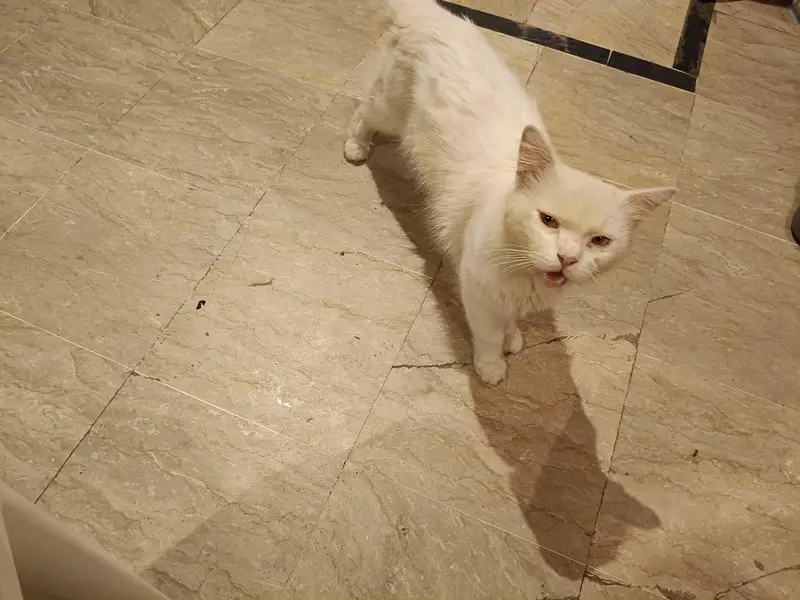 Pure White Persian Male Cat for Sale — photo 3
