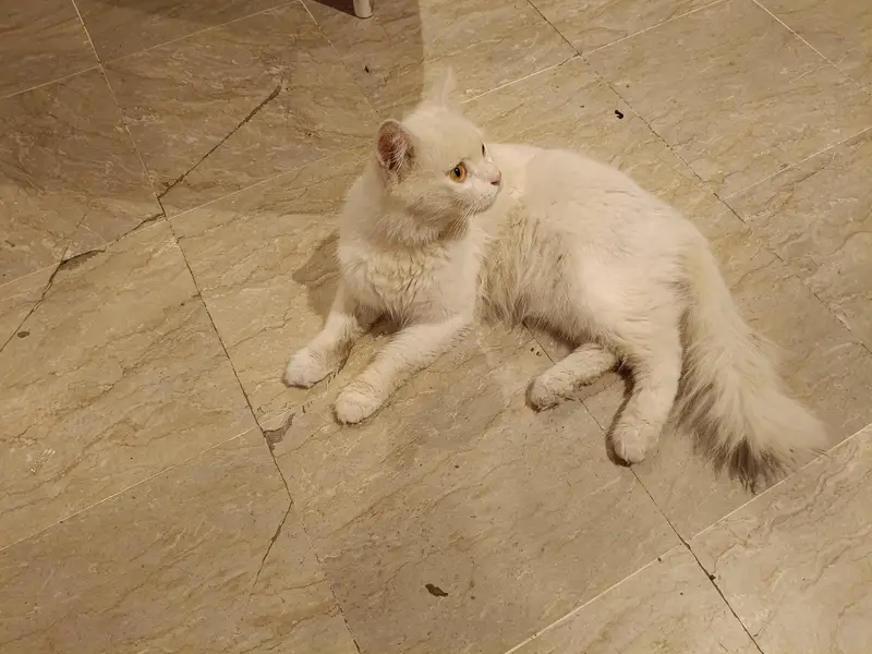 Pure White Persian Male Cat for Sale — photo 4