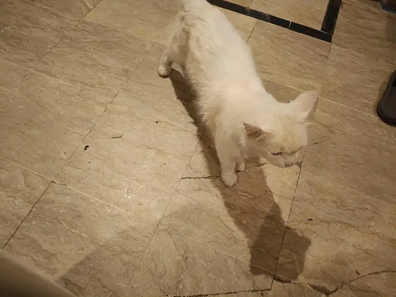 Pure White Persian Male Cat for Sale — photo 5