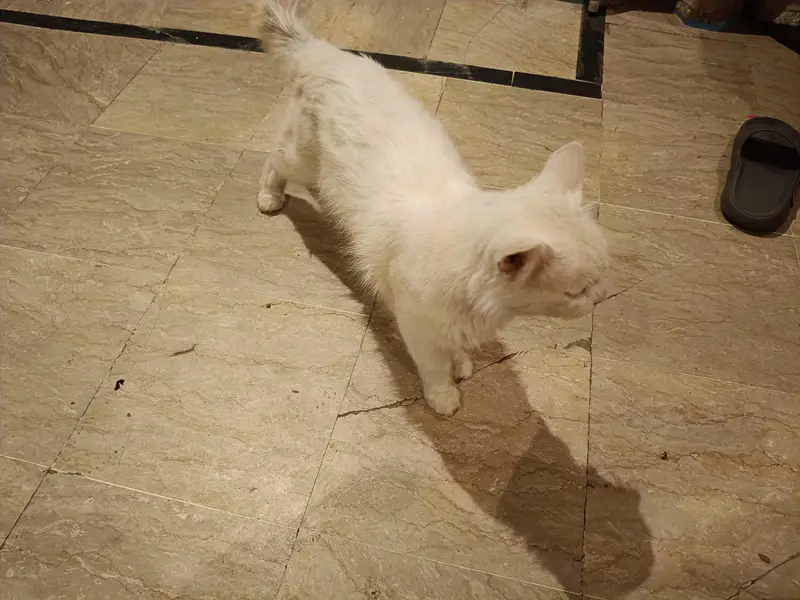 Pure White Persian Male Cat for Sale — photo 6