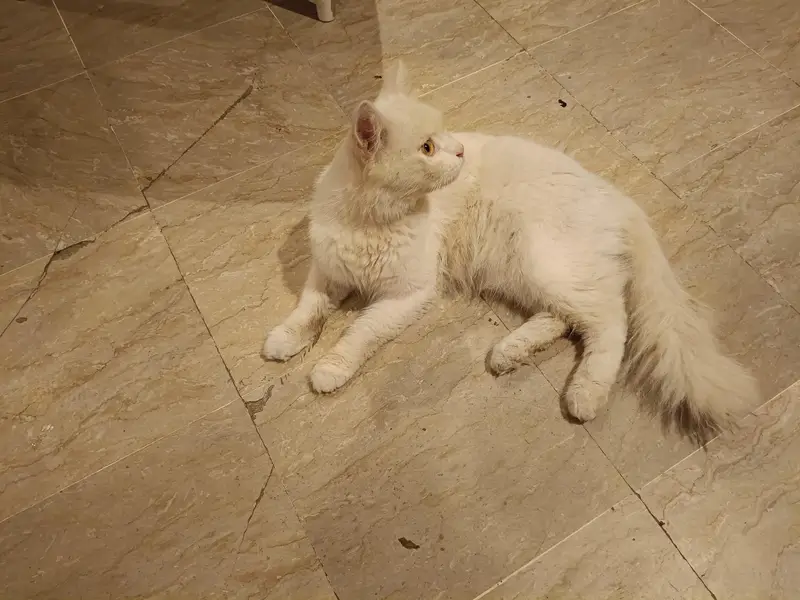 Pure White Persian Male Cat for Sale — photo 7