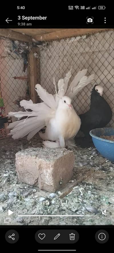 Amarcan fantail