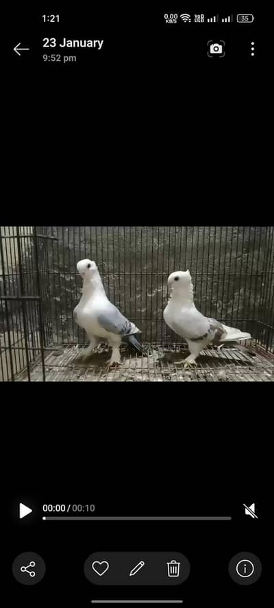 Amarcan fantail