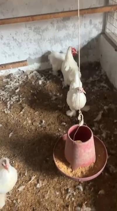 white coochine bantum