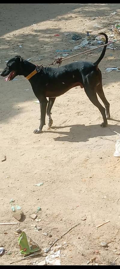choki dari and safty and raiseer dogs