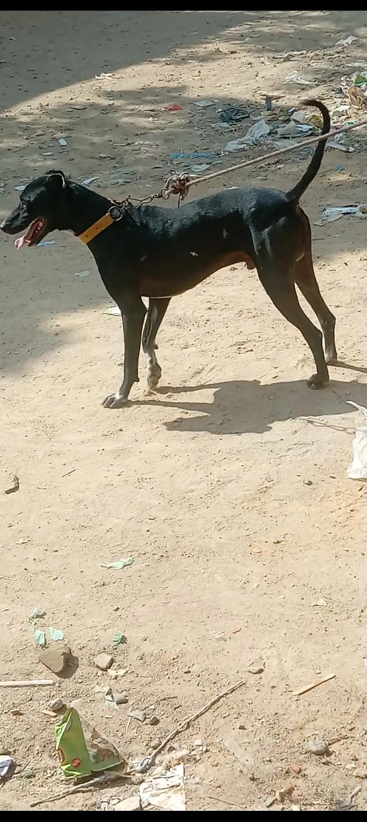 choki dari and safty and raiseer dogs — photo 2