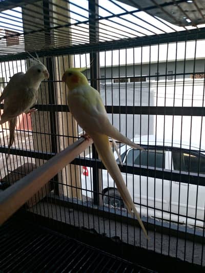 breeder pair of cocktails