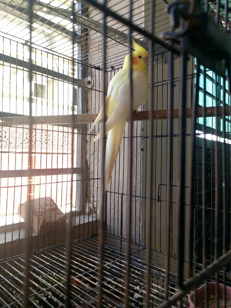 breeder pair of cocktails — photo 2