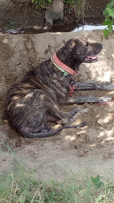 Dog For Sale