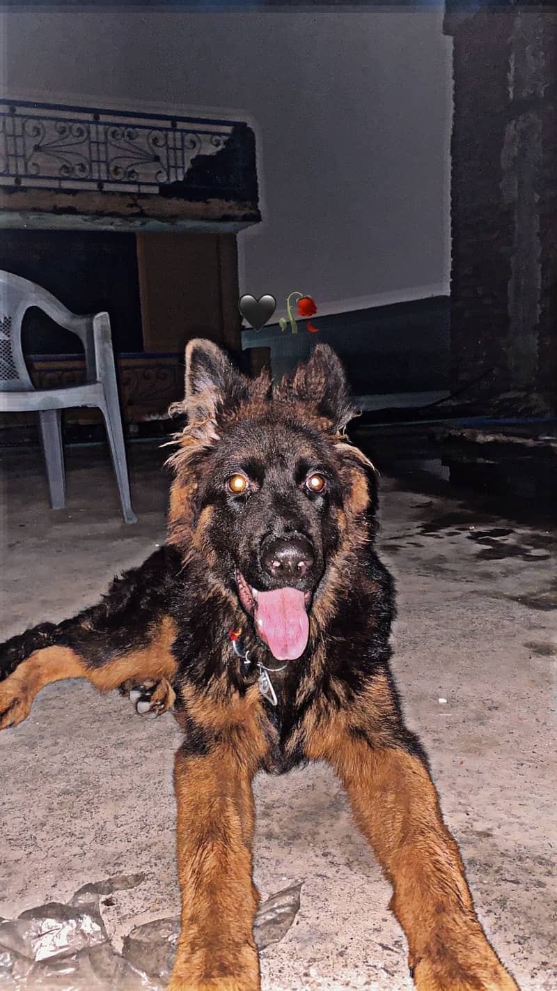 Simba 0