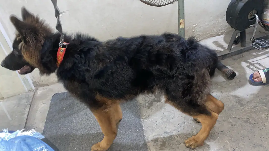 Simba — photo 2