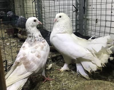 gola pigeons