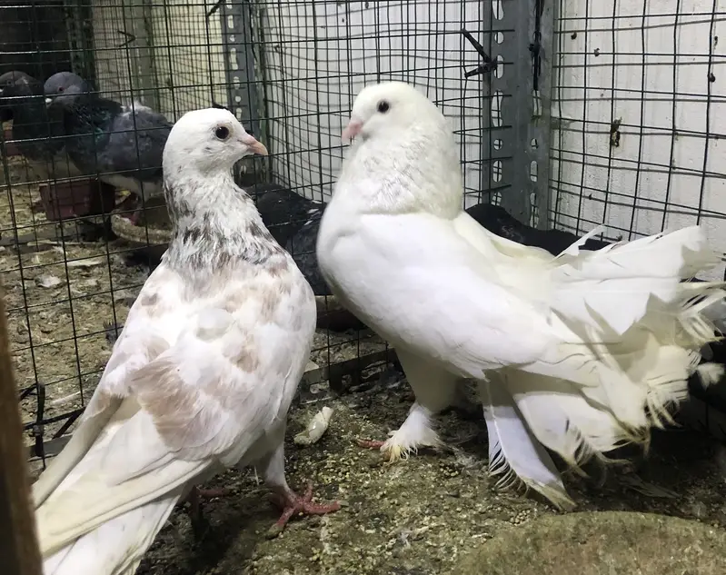 gola pigeons