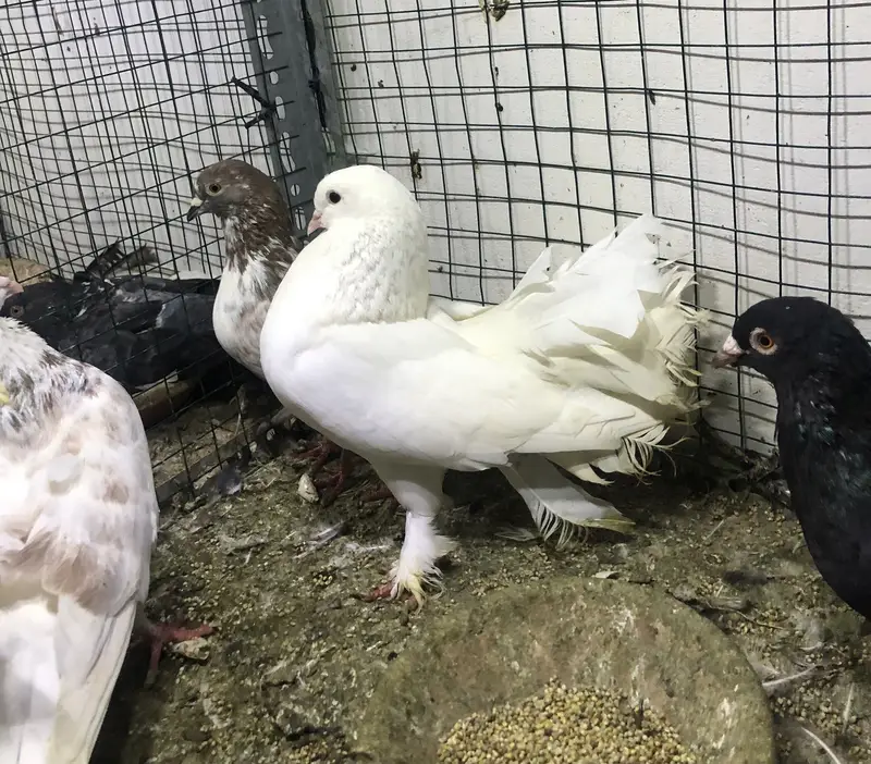 gola pigeons — photo 2