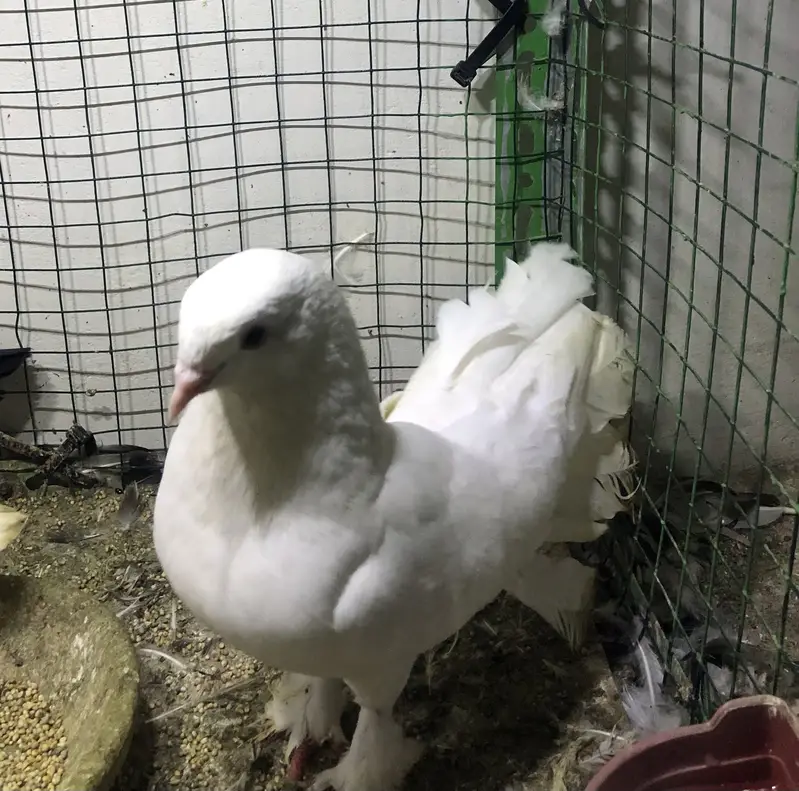 gola pigeons — photo 3