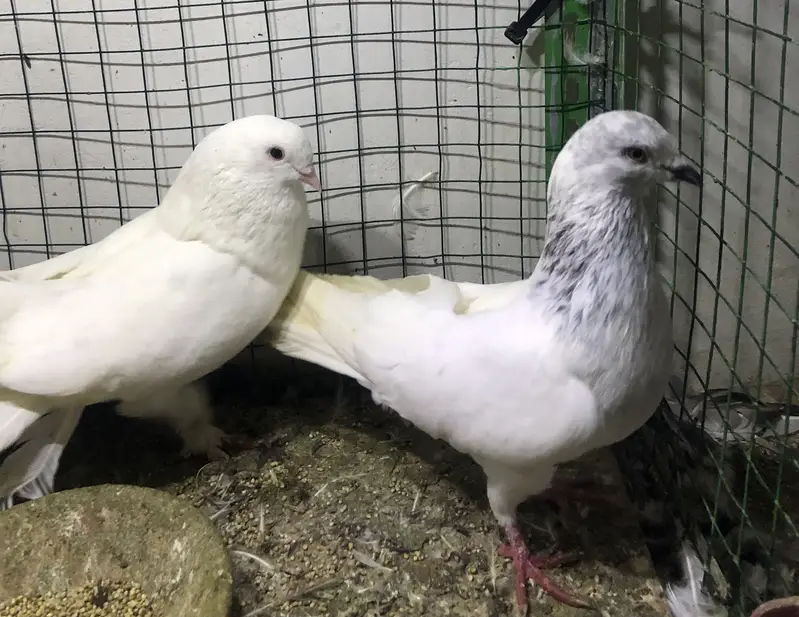 gola pigeons — photo 4