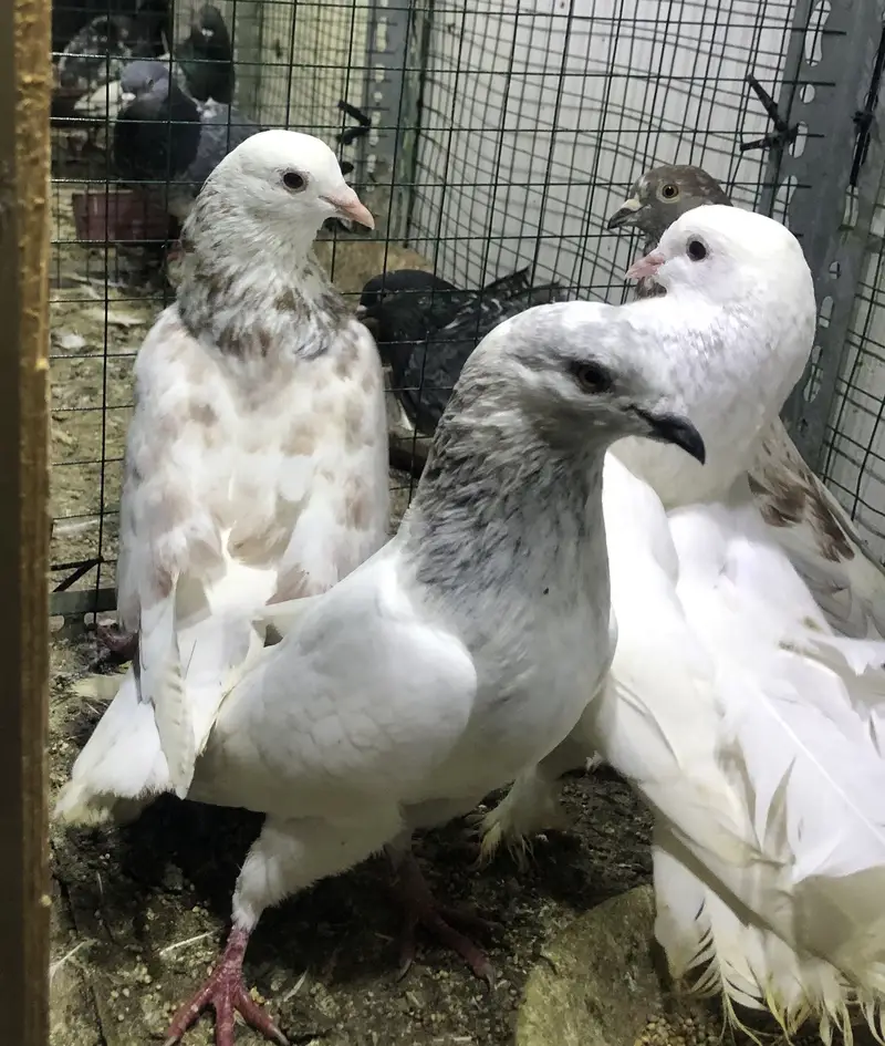 gola pigeons — photo 5