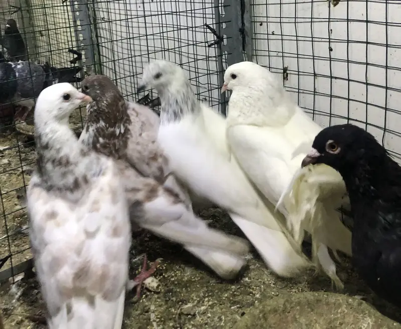 gola pigeons — photo 6