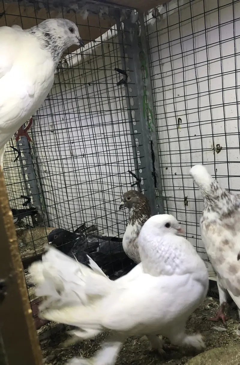 gola pigeons — photo 7