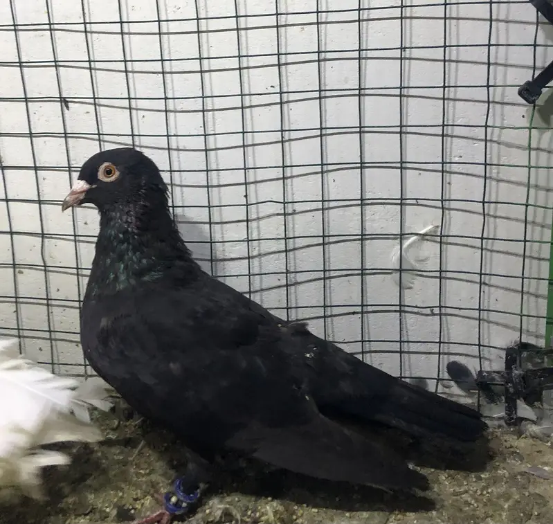 gola pigeons — photo 8