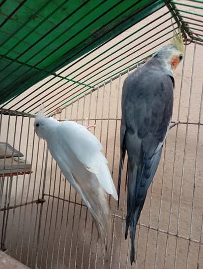 Healthy Cockatiel Breeder Pair. .