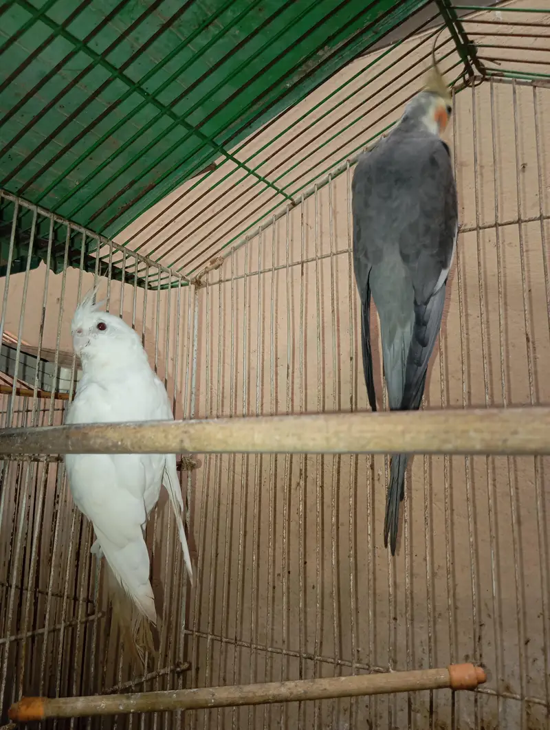 Healthy Cockatiel Breeder Pair. . — photo 2
