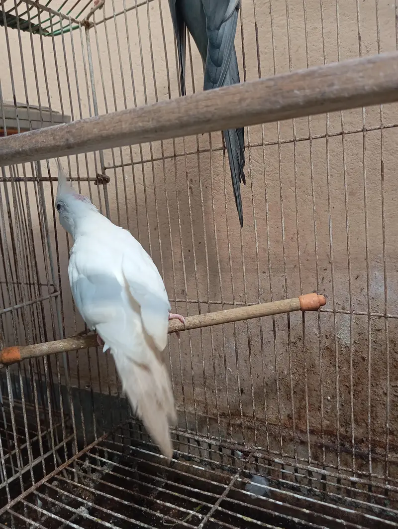 Healthy Cockatiel Breeder Pair. . — photo 3