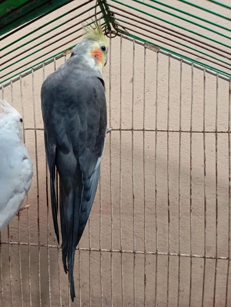 Healthy Cockatiel Breeder Pair. . — photo 4