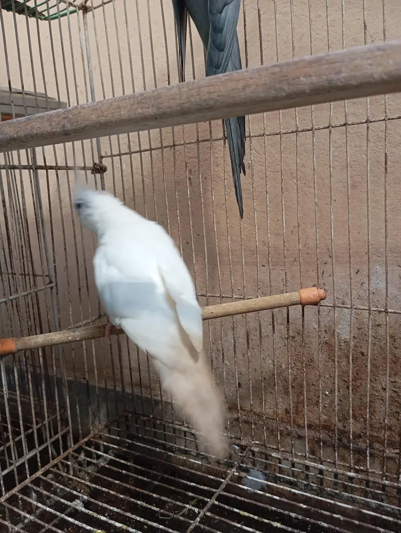 Healthy Cockatiel Breeder Pair. . — photo 5