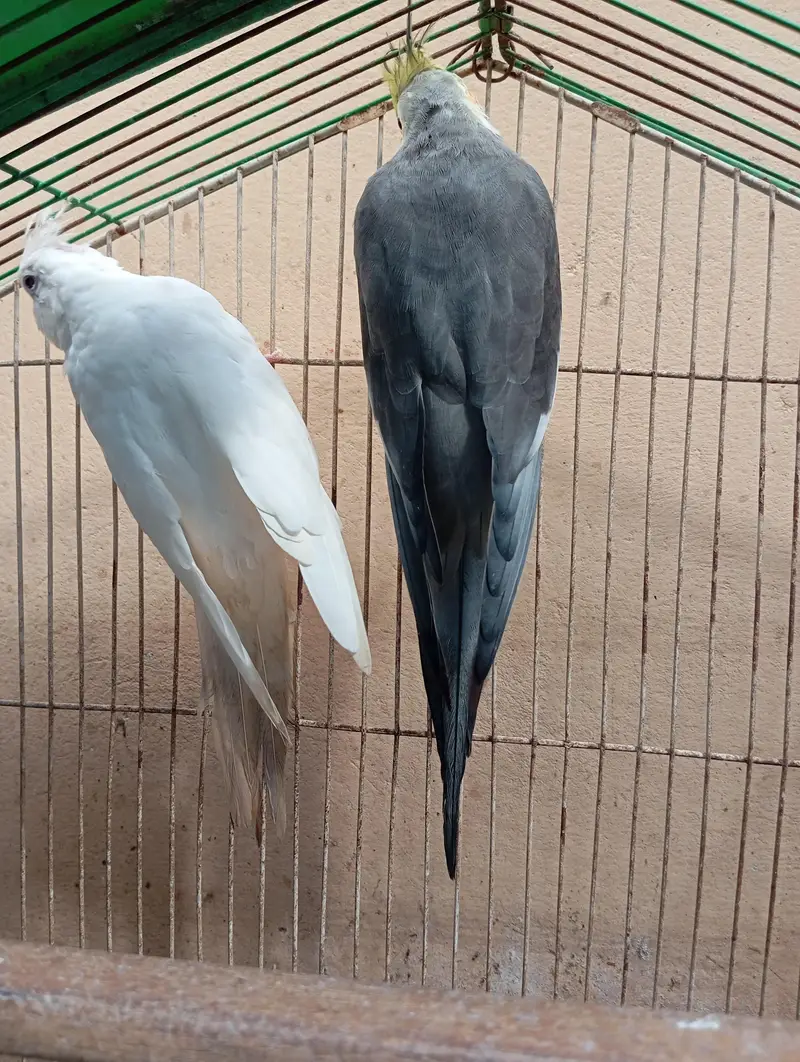 Healthy Cockatiel Breeder Pair. . — photo 6