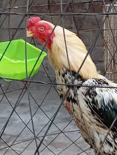 Indian parrot beak long tail breeder for sale